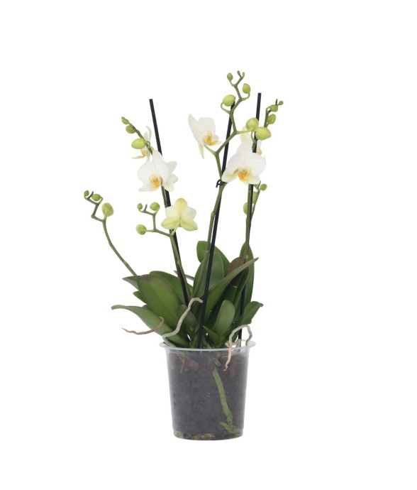 Orchidée papillon -...