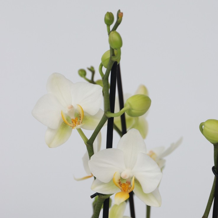 Orchidée papillon - Phalaenopsis Multiflora - Hauteur 35-45cm - ⌀12cm