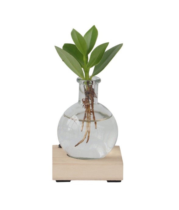 Avec éclairage LED - Clusia...