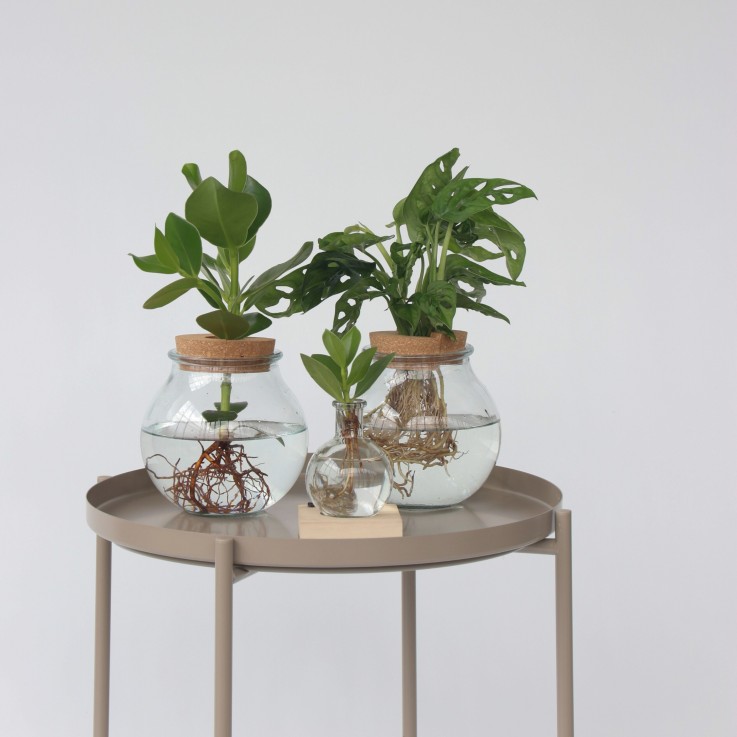 Avec éclairage LED - Clusia rosea 'Princess' - Hauteur 15-20cm - ⌀8cm