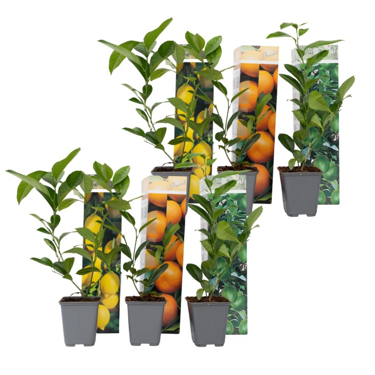 Mélange de citrons - Set de 6 - Citrus limon - Hauteur 25-40cm - ⌀9cm