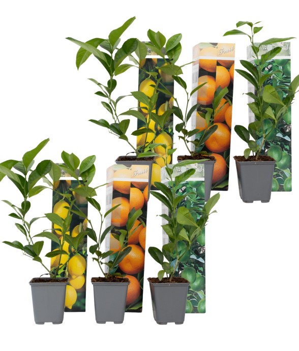 Mélange de citrons - Set de...