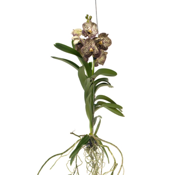 Orchidée - Vanda 'Ocelot Mocha' - Hauteur 55-65cm