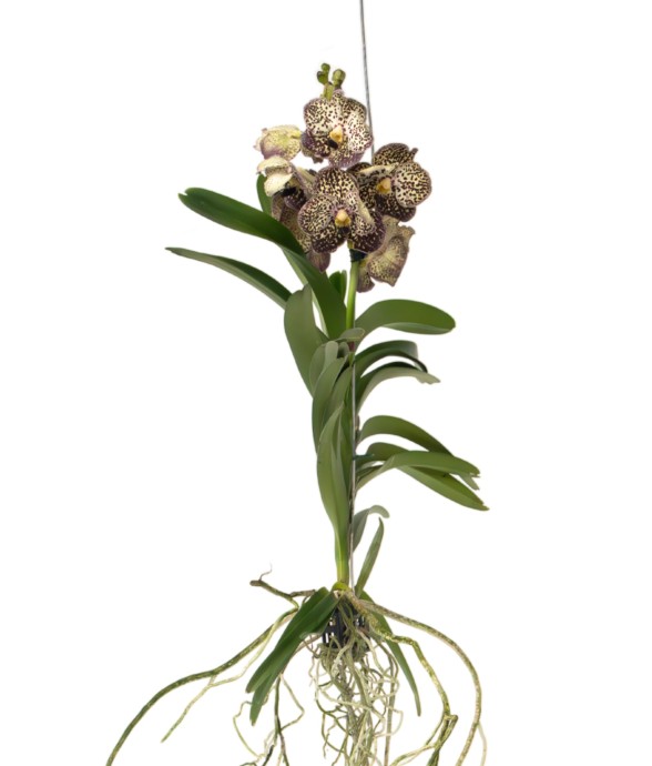 Orchidée - Vanda 'Ocelot...