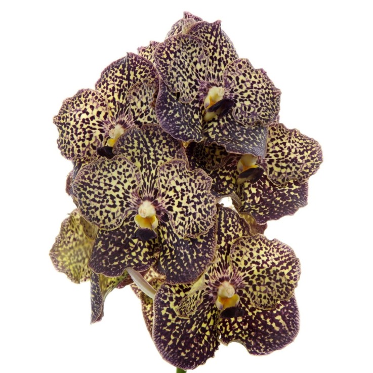 Orchidée - Vanda 'Ocelot Mocha' - Hauteur 55-65cm