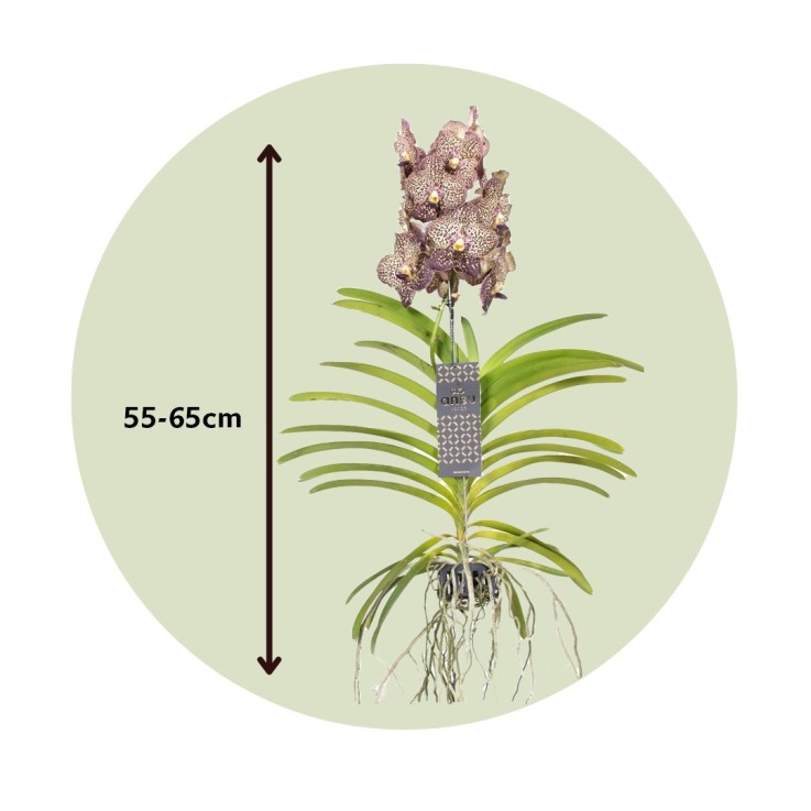 Orchidée - Vanda 'Ocelot Mocha' - Hauteur 55-65cm