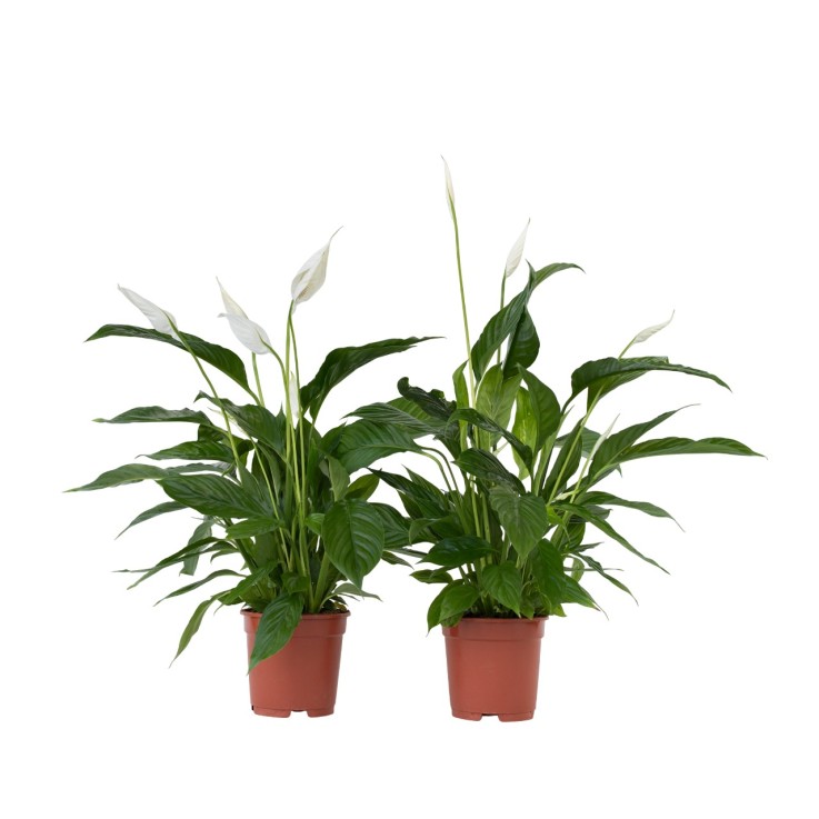 Fleur de lune - Set de 2 - Spathiphyllum 'Lima' - Hauteur 60-75cm - ⌀17cm