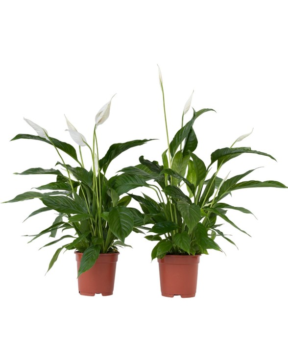 Fleur de lune - Set de 2 -...