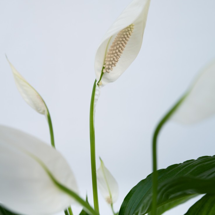 Fleur de lune - Set de 2 - Spathiphyllum 'Lima' - Hauteur 60-75cm - ⌀17cm
