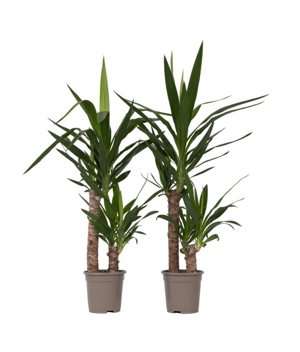 Pied d'éléphant - Set de 2...