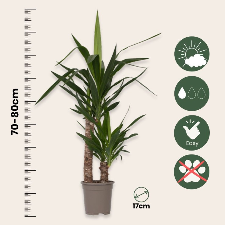 Pied d'éléphant - Set de 2 - Yucca elephantipes - Hauteur 70-80cm - ⌀17cm