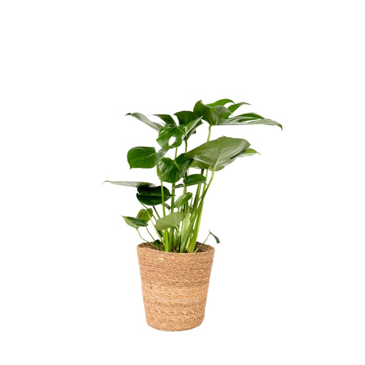 Monstera Deliciosa - Avec Panier Décoratif - Hauteur 70-80cm