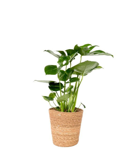 Monstera Deliciosa - Avec...