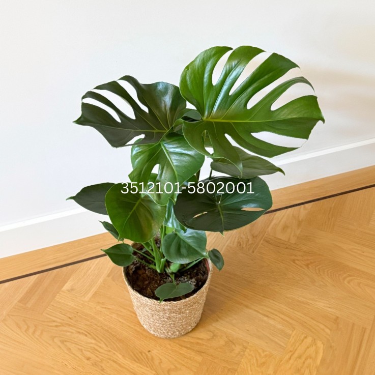 Monstera Deliciosa - Avec Panier Décoratif - Hauteur 70-80cm