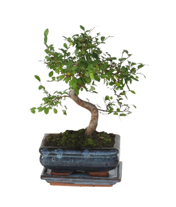 Bonsaï - Zelkova serrata -...