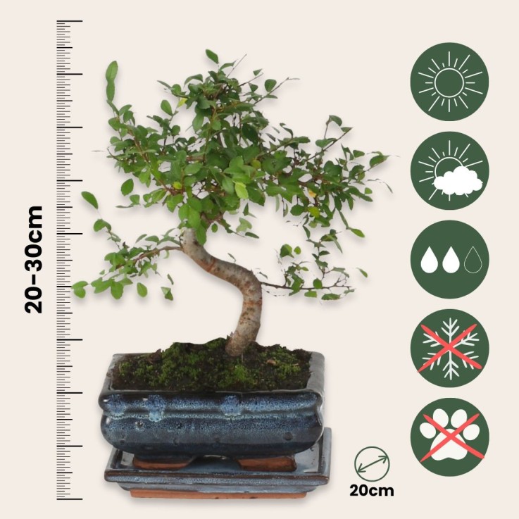 Bonsaï - Zelkova serrata - Hauteur 20-30cm - ⌀20cm