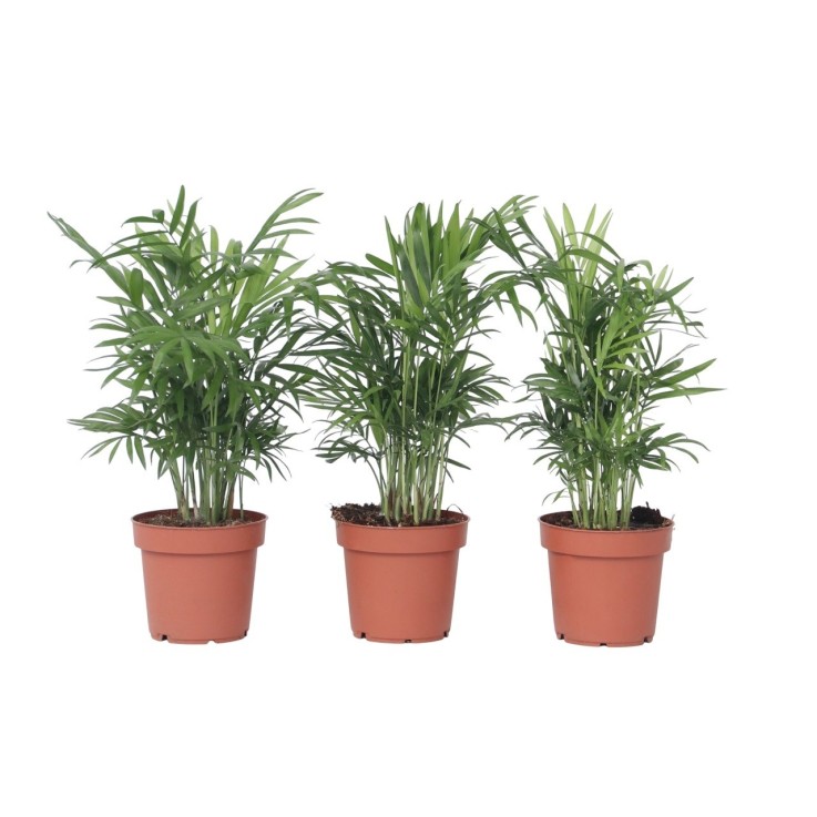 Palmier de salon - Set de 3 - Chamaedorea elegans - Hauteur 30-40cm - ⌀12cm