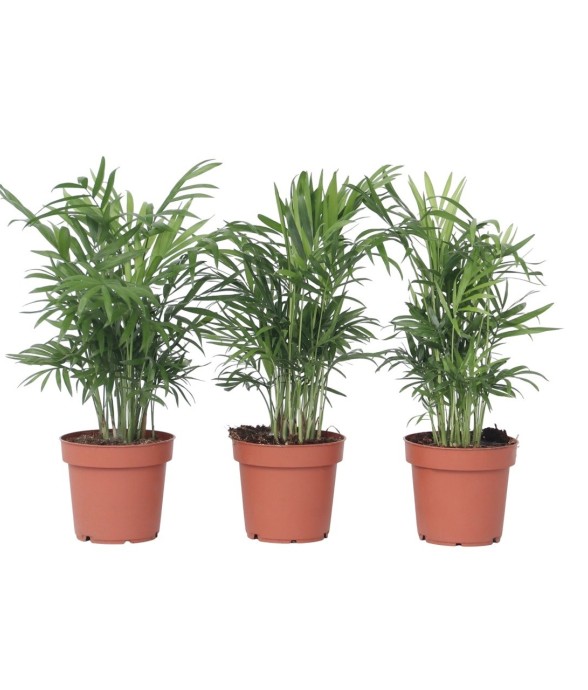 Palmier de salon - Set de 3...