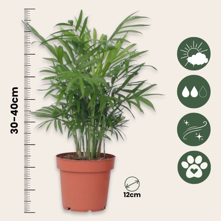 Palmier de salon - Set de 3 - Chamaedorea elegans - Hauteur 30-40cm - ⌀12cm