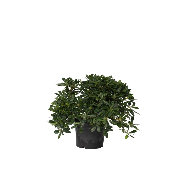 Pittospore du Japon - Pittosporum tobira nanum - Hauteur 30-40cm - ⌀19cm