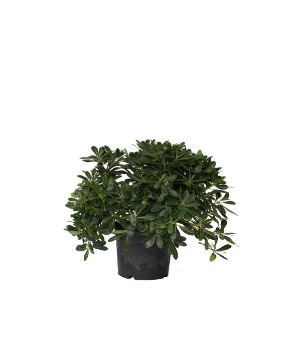 Pittospore du Japon -...