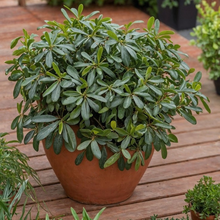 Pittospore du Japon - Pittosporum tobira nanum - Hauteur 30-40cm - ⌀19cm