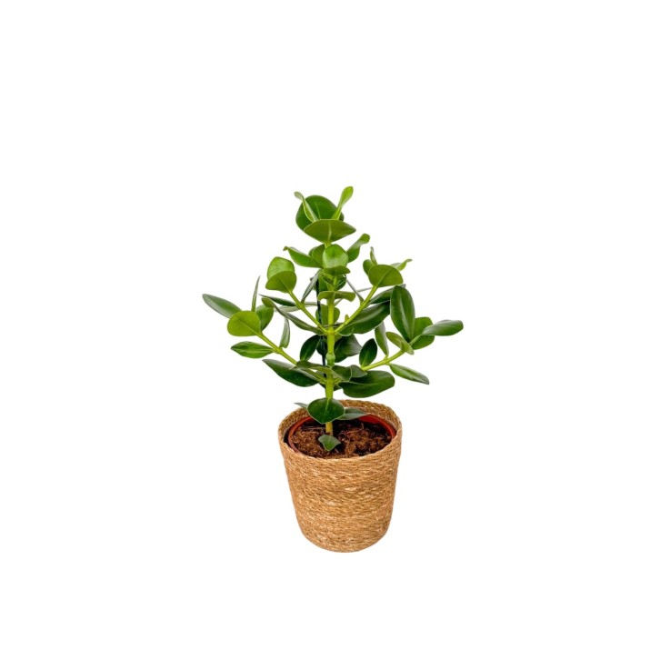 Pommier baumier - Clusia rosea 'Princess' avec panier - Hauteur 50-60cm - ⌀17cm