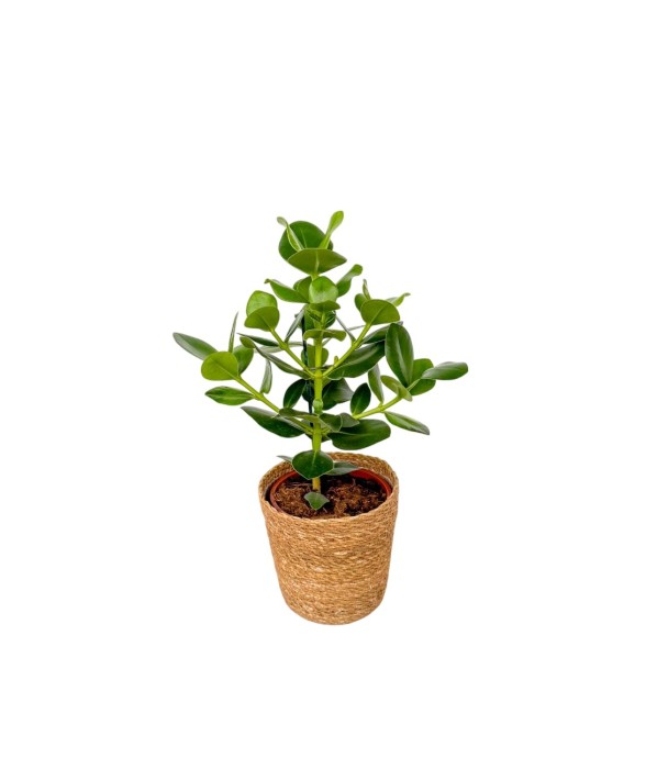 Pommier baumier - Clusia...