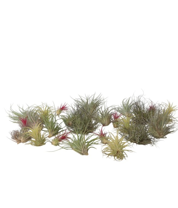 Plante aérienne - Set de 24...