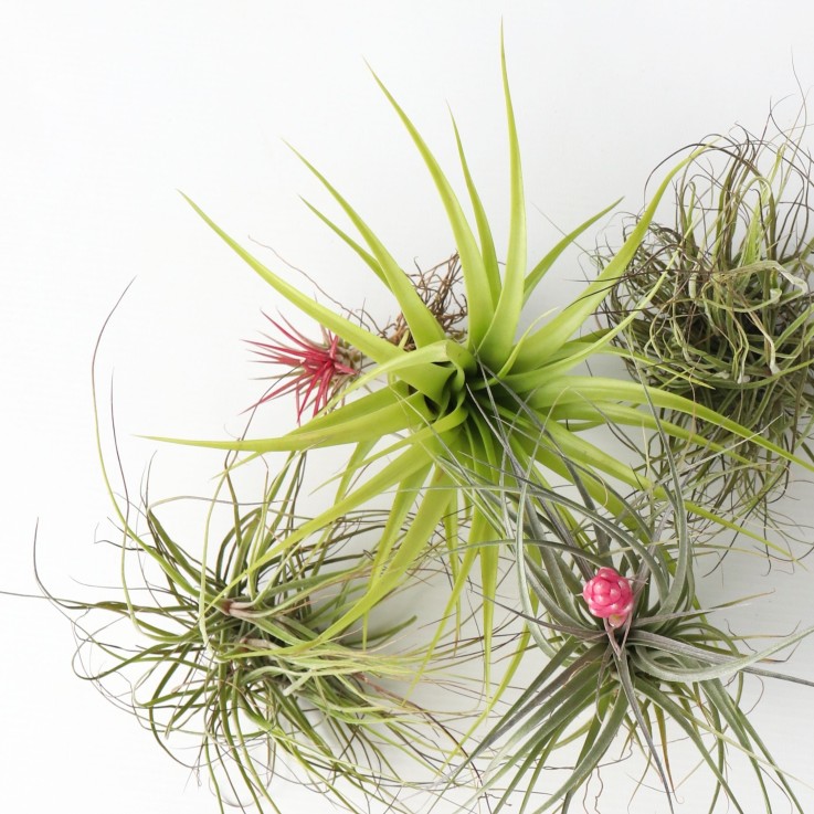 Plante aérienne - Set de 24 - Tillandsia - Hauteur 5-15cm - ⌀5cm