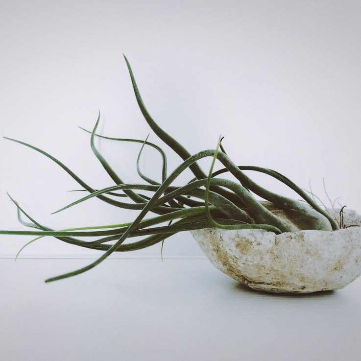 Plante aérienne - Set de 24 - Tillandsia - Hauteur 5-15cm - ⌀5cm