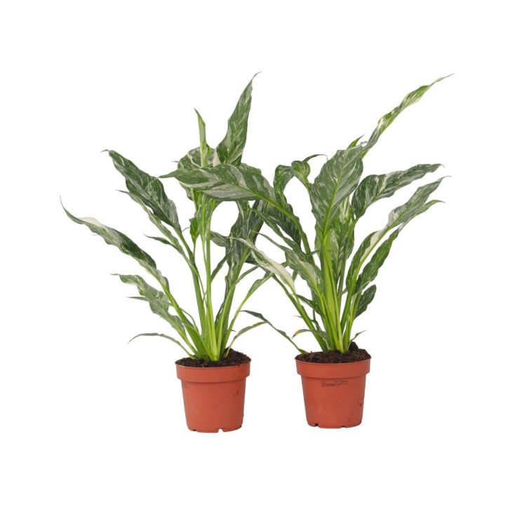 Fleur de lune - Set de 2 - Spathiphyllum 'Diamond' - Hauteur 40-50cm - ⌀12cm