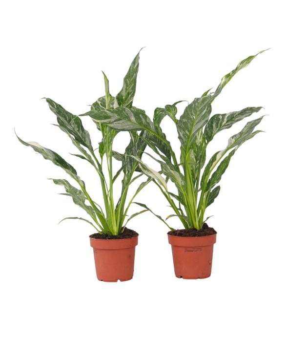 Fleur de lune - Set de 2 -...