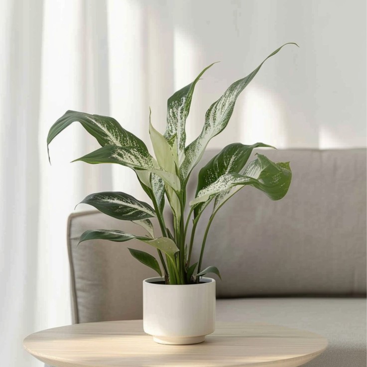 Fleur de lune - Set de 2 - Spathiphyllum 'Diamond' - Hauteur 40-50cm - ⌀12cm
