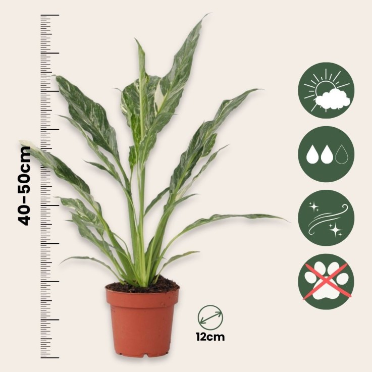 Fleur de lune - Set de 2 - Spathiphyllum 'Diamond' - Hauteur 40-50cm - ⌀12cm