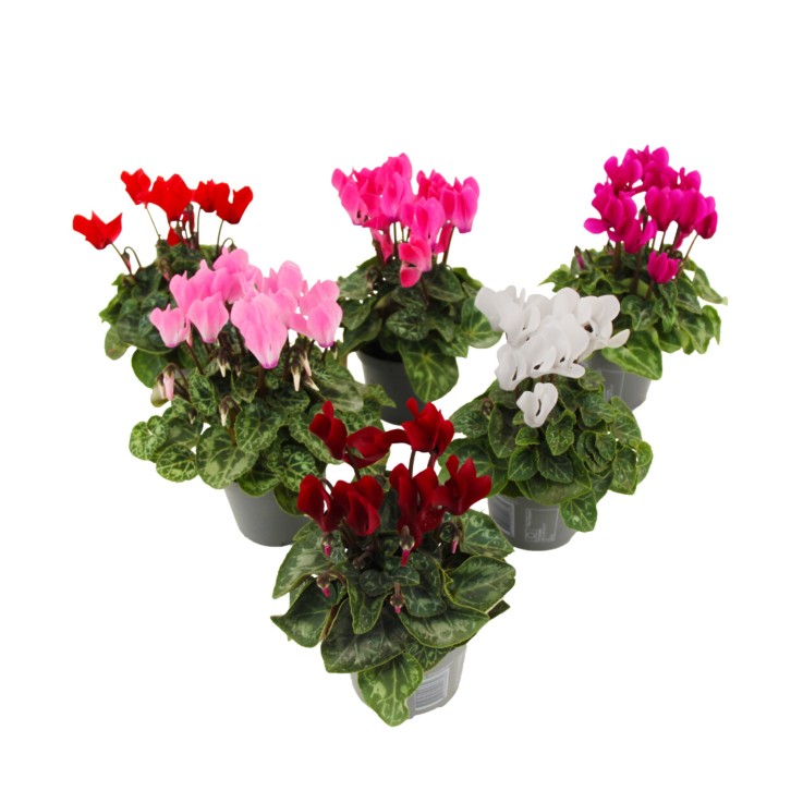 Cyclamen de Perse - Set de 6 - Cyclamen persicum - Hauteur 10-20cm - ⌀9cm
