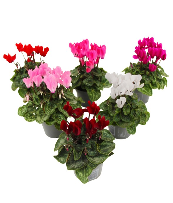 Cyclamen de Perse - Set de...