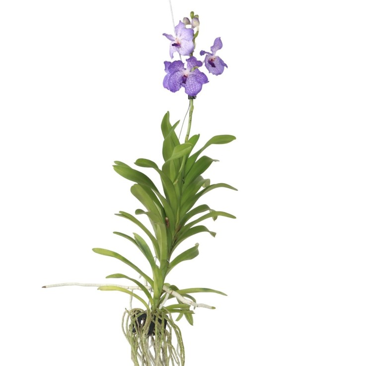 Orchidée - Vanda 'New Blue' - Hauteur 55-65cm