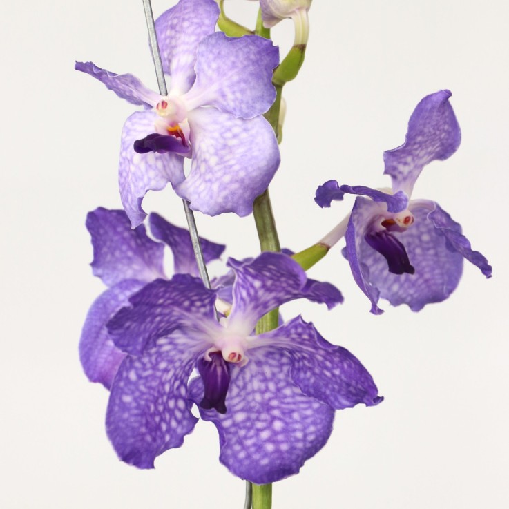Orchidée - Vanda 'New Blue' - Hauteur 55-65cm