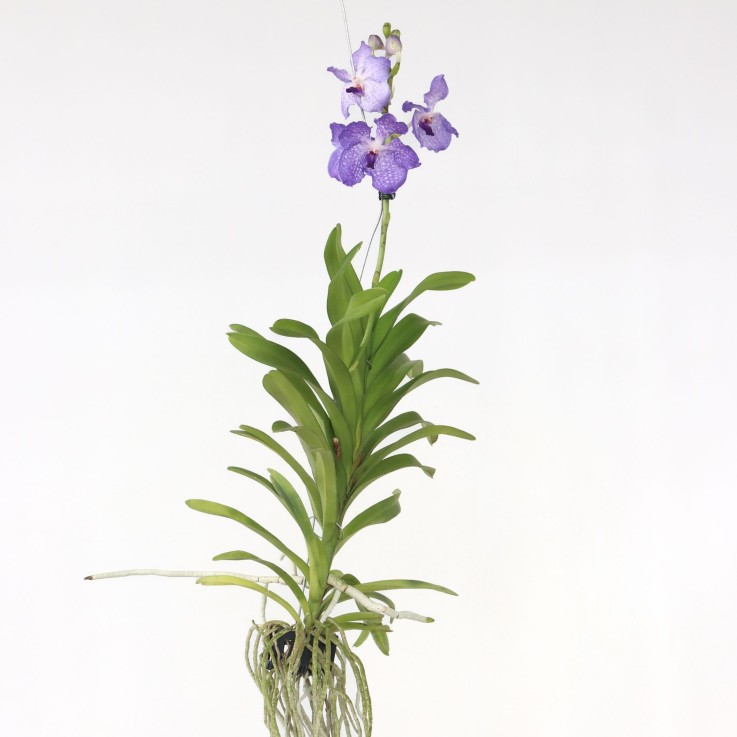 Orchidée - Vanda 'New Blue' - Hauteur 55-65cm