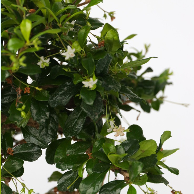 Bonsaï - Carmona microphylla - Hauteur 20-30cm - ⌀15cm