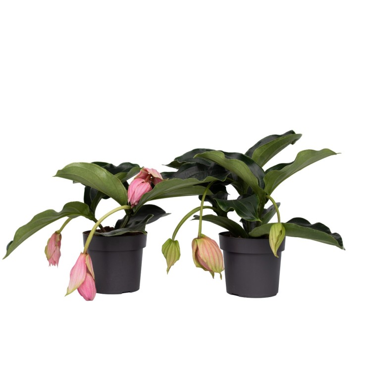 Medinille magnifique - Set de 2 - Medinilla magnifica - Hauteur 40-50cm - ⌀17cm