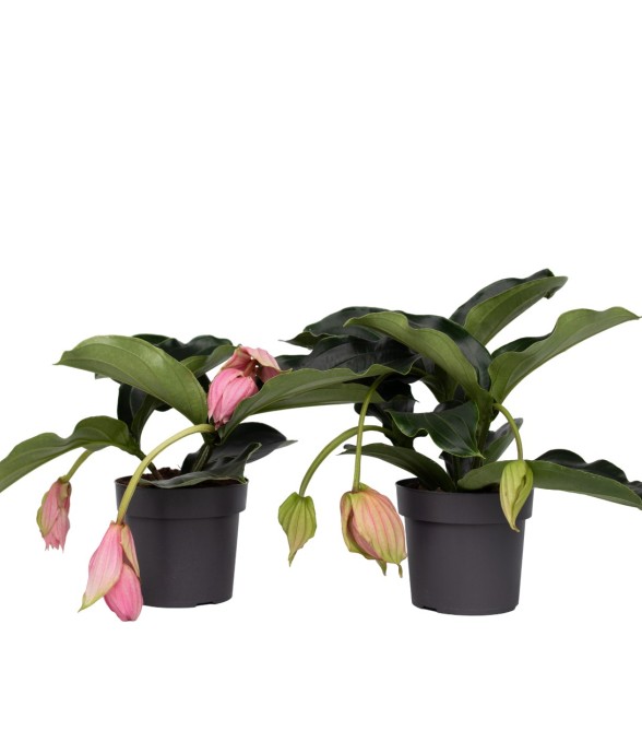 Medinille magnifique - Set...