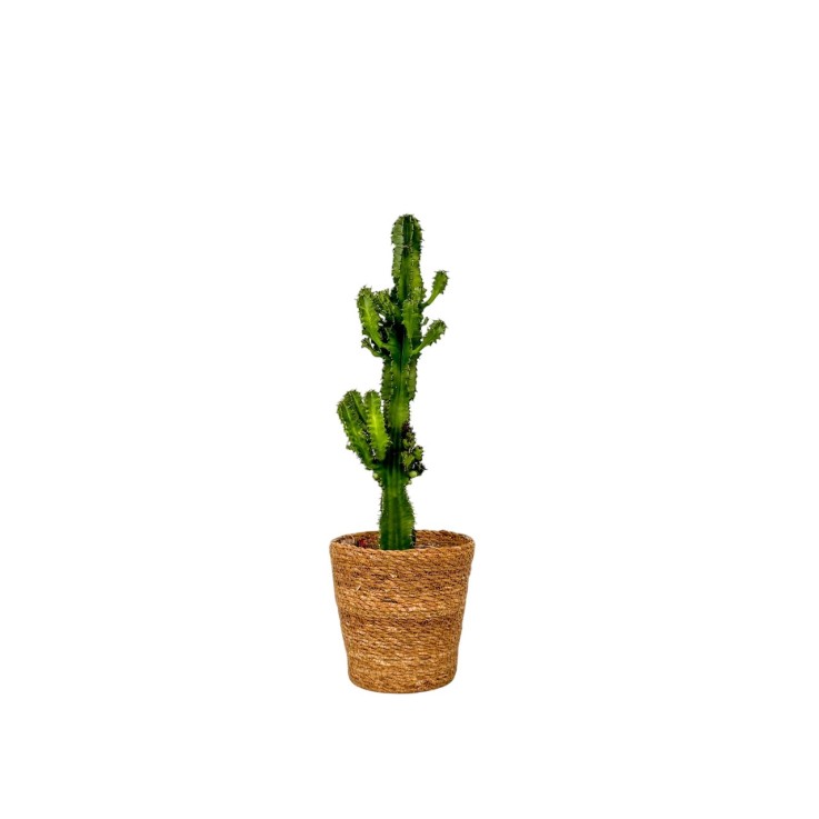 Euphorbe ingens - Euphorbia ingens - Avec panier - Hauteur 50-60cm - ⌀17cm