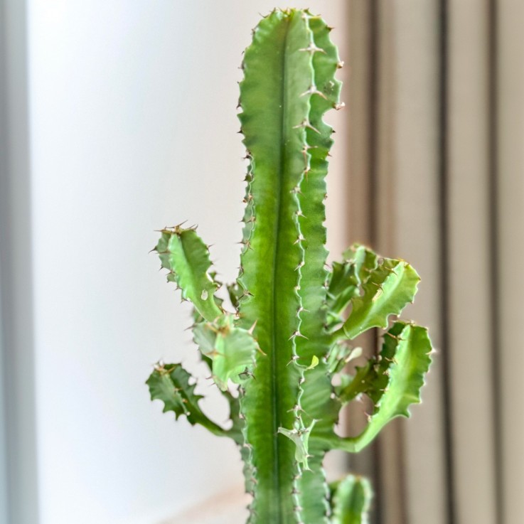 Euphorbe ingens - Euphorbia ingens - Avec panier - Hauteur 50-60cm - ⌀17cm