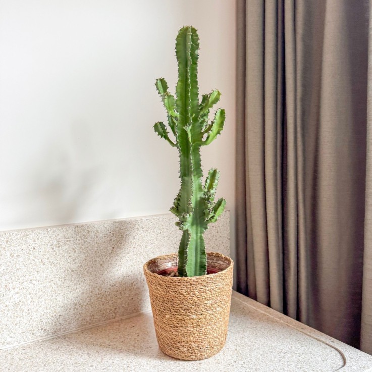 Euphorbe ingens - Euphorbia ingens - Avec panier - Hauteur 50-60cm - ⌀17cm