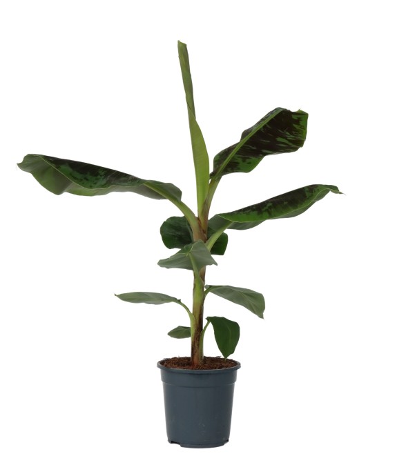 Bananaier nain - Musa...