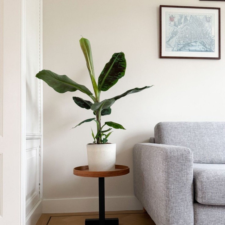 Bananaier nain - Musa 'Dwarf Cavendish' - Hauteur 90-100cm - ⌀21cm