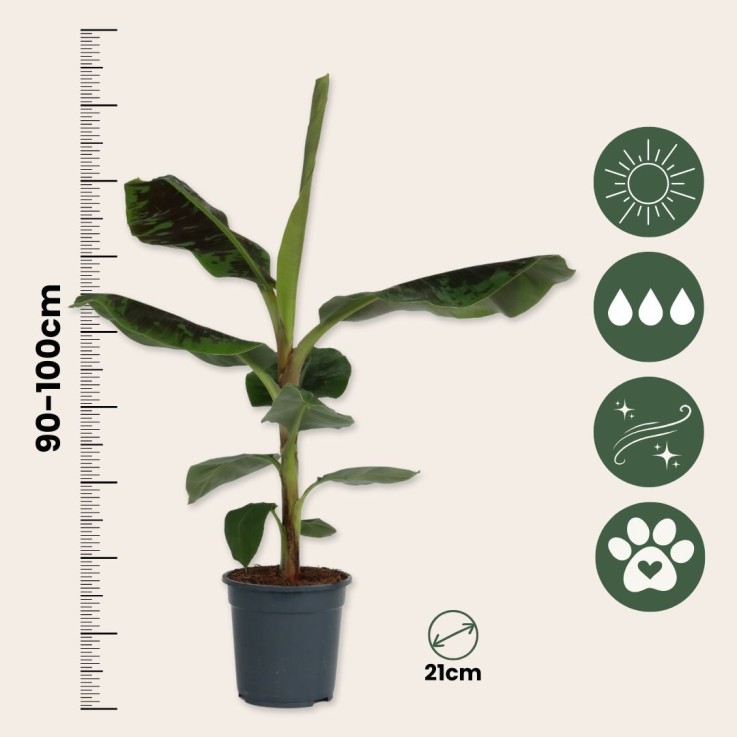 Bananaier nain - Musa 'Dwarf Cavendish' - Hauteur 90-100cm - ⌀21cm