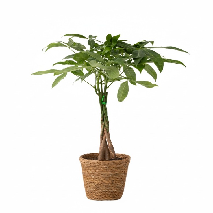 Arbre à argent - Pachira aquatica - Avec panier - Hauteur 60-70cm - ⌀17cm